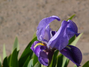 Close-up of purple flower