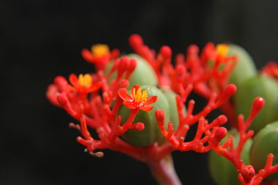 Close-up of flowers blooming outdoors