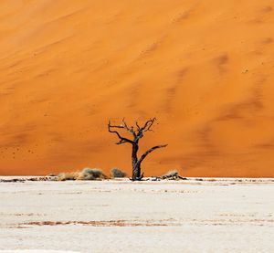 Bare tree on sand dune