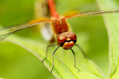 Close-up of insect on plant