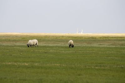 Sheep grazing in a field