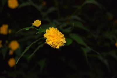 Close-up of yellow flower