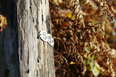 Close-up of numbers on wooden post by tree