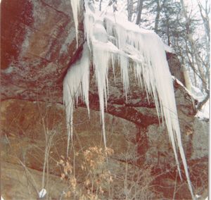 Icicles on tree trunk in forest during winter