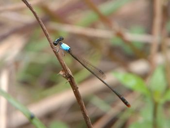 Close-up of an dragonfly on twig