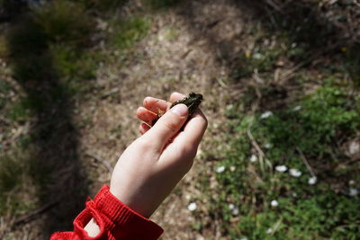 Midsection of person holding small frog