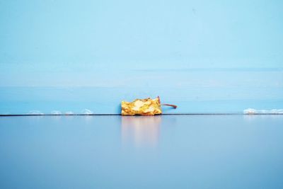 Half eaten apple on blue floor