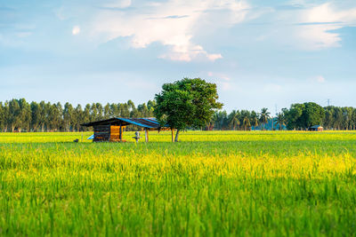 Scenic view of agricultural field against sky