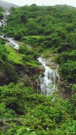 Scenic view of waterfall in forest