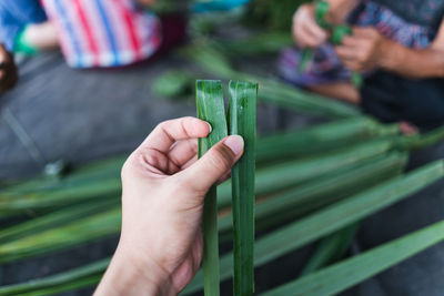 Close-up of hand holding leaves