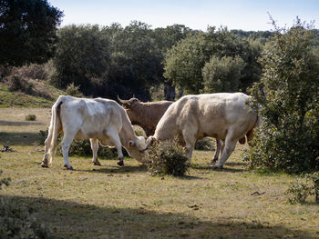 Horses in a field