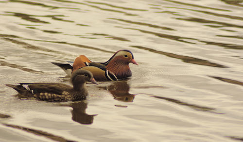 High angle view of mandarin ducks swimming on lake