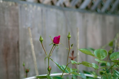 Close-up of pink flower