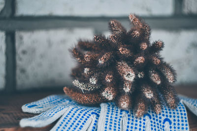 Close-up of succulent plant on table