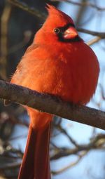 Low angle view of bird perching on branch