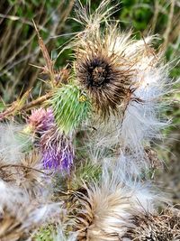 Close-up of wilted flower on field