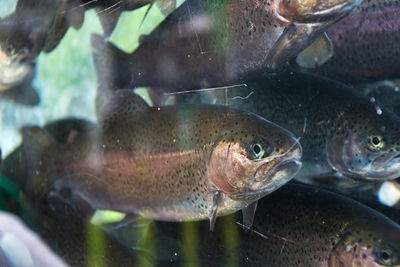 Close-up of fish swimming in sea