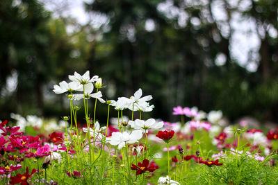 Close-up of white flowering plants on field