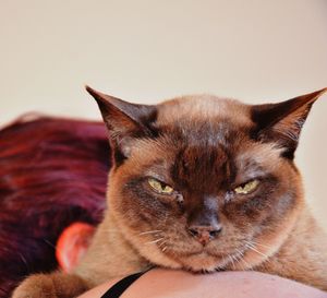 Close-up portrait of cat