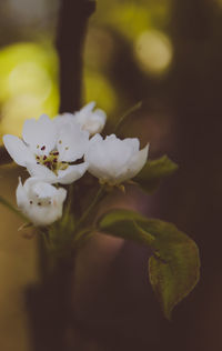 Close-up of white cherry blossoms blooming outdoors