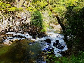 Scenic view of river amidst trees in forest