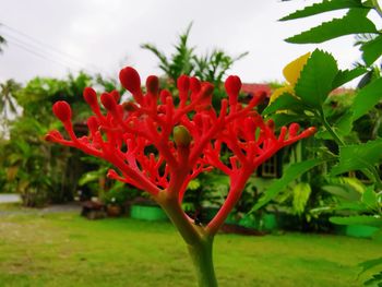 Close-up of red flowering plant on field