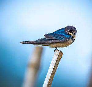 Close-up of bird perching on wood