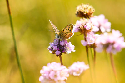 Close-up of butterfly pollinating on pink flower