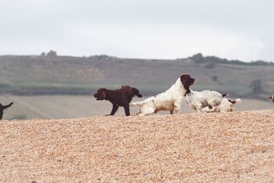 View of dogs on beach against sky