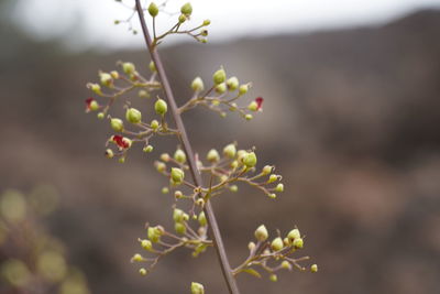 Close-up of flowering plant