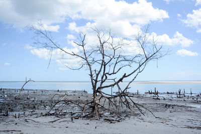 Dead tree at beach against sky