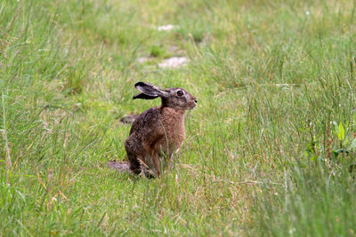 Squirrel on field