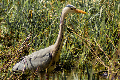 Side view of a bird in water