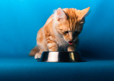 Close-up of a cat over blue background