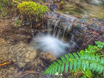 Scenic view of waterfall in forest