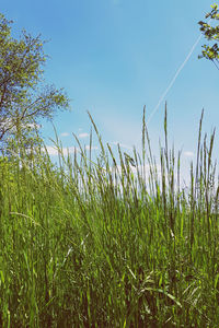 Plants growing on field against clear sky