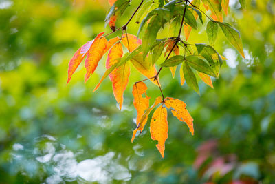 Close-up of maple leaves on branch during autumn