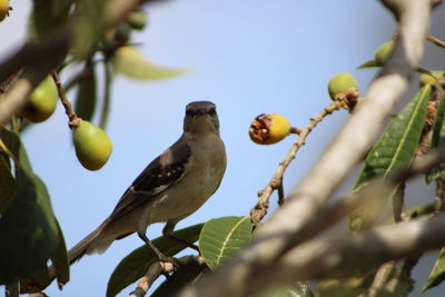 Low angle view of bird perching on tree