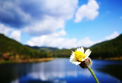 Close-up of fresh yellow flowers blooming against sky