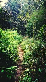 Plants growing in forest