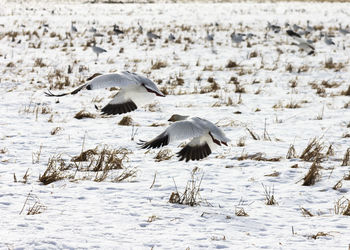 Birds flying over snow covered land