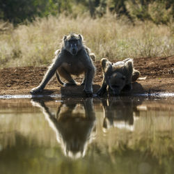 Monkeys in lake