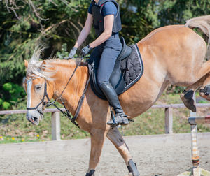 Horse riding horses