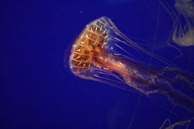 Close-up of jellyfish swimming in sea