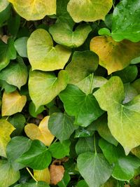 Full frame shot of green leaves