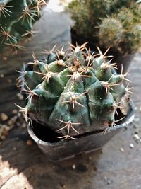 Close-up of succulent plant