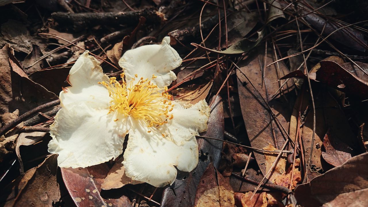 HIGH ANGLE VIEW OF WHITE FLOWERING PLANT