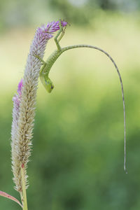 Close-up of lizard on flower