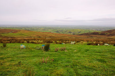 View of sheep grazing in field