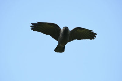 Low angle view of bird flying in sky